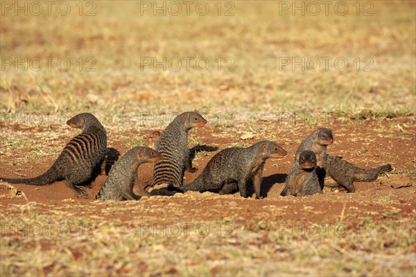 Banded Mongoose (Mungos mungo)