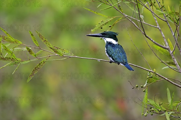 Amazon kingfisher (Chloroceryle amazona)