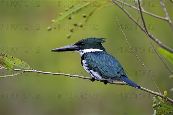 Amazon kingfisher (Chloroceryle amazona)