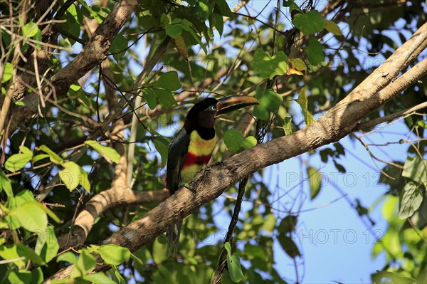 Chestnut-eared aracari (Pteroglossus castanotis)