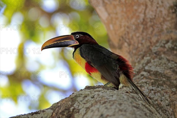 Chestnut-eared aracari (Pteroglossus castanotis)