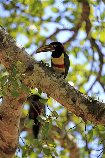 Chestnut-eared aracari (Pteroglossus castanotis)