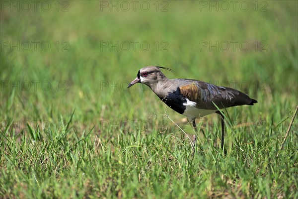 Southern lapwing (Vanellus chilensis)