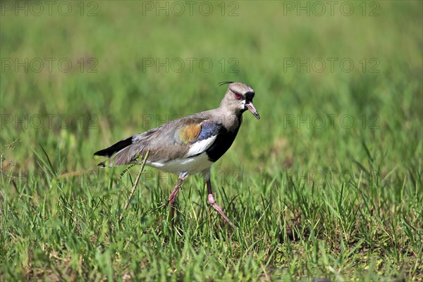 Southern lapwing (Vanellus chilensis)