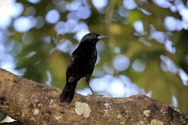 Chopi blackbird (Gnorimopsar chopi) on a tree