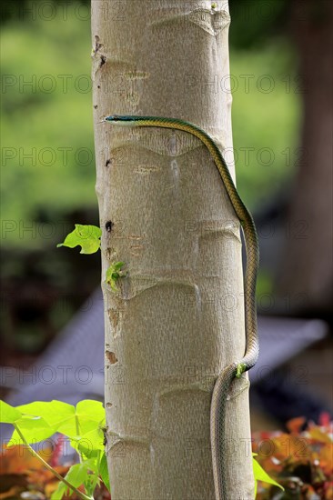 Lora or parrot snake (Leptophis ahaetulla)