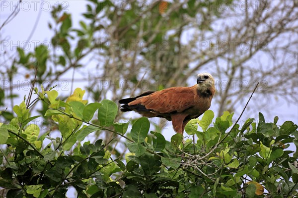 Black-collared hawk (Busarellus nigricollis)