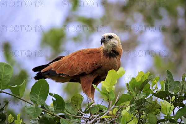 Black-collared hawk (Busarellus nigricollis)