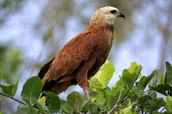 Black-collared hawk (Busarellus nigricollis)