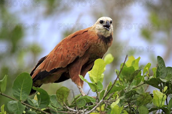 Black-collared hawk (Busarellus nigricollis)