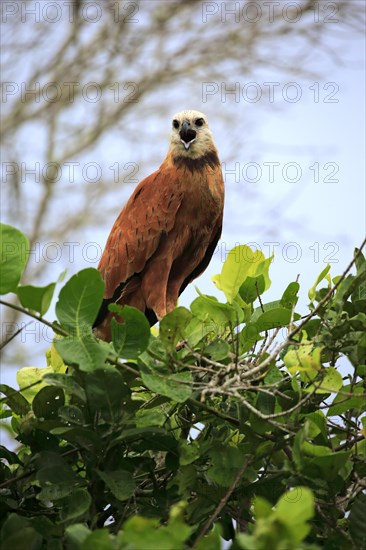 Black-collared hawk (Busarellus nigricollis)