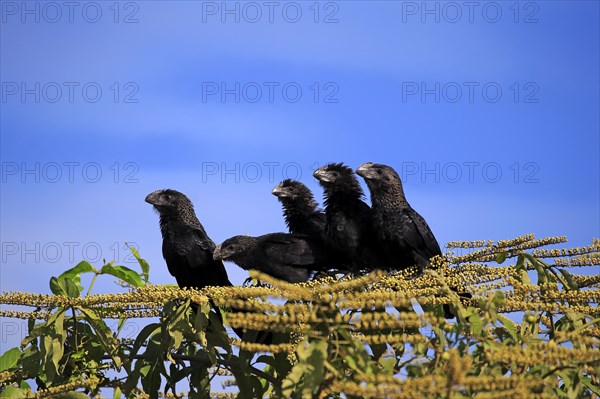 Smooth-billed anis (Crotophaga ani)