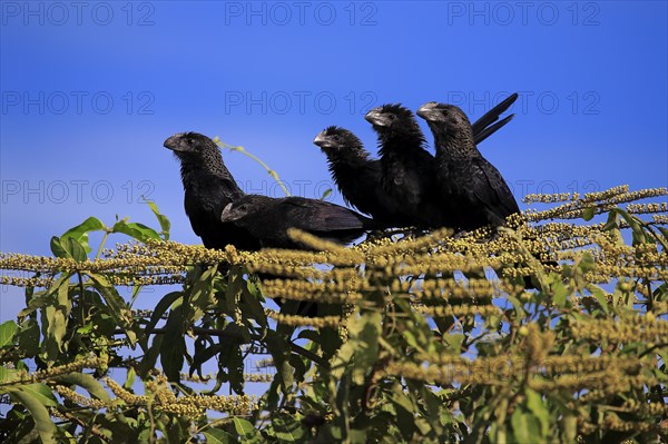 Smooth-billed anis (Crotophaga ani)