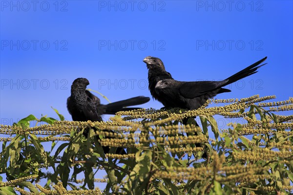 Smooth-billed anis (Crotophaga ani)