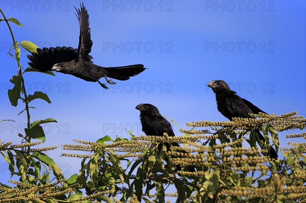 Smooth-billed anis (Crotophaga ani)