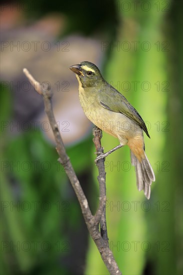 Greyish saltator (Saltator coerulescens) on a tree