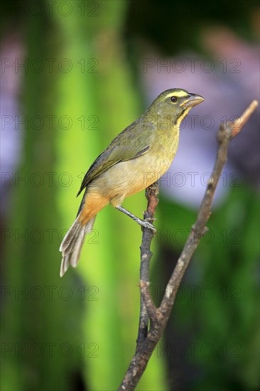 Greyish saltator (Saltator coerulescens) on a tree