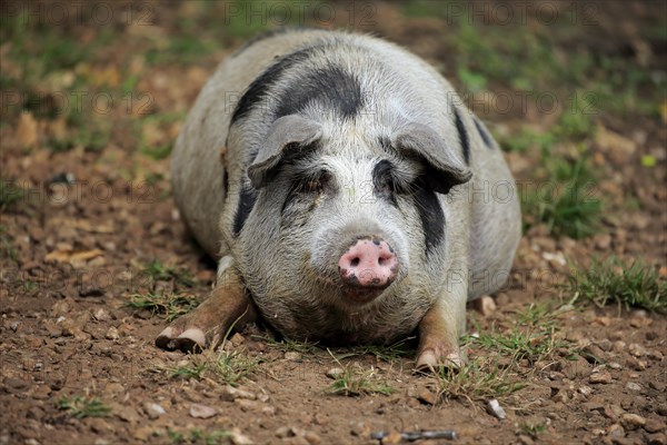 Domestic pig (Porcus domesticus)