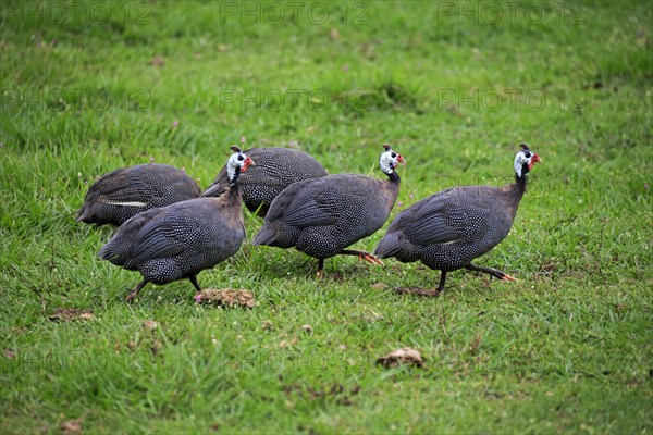 Helmeted guineafowl (Numida meleagris)