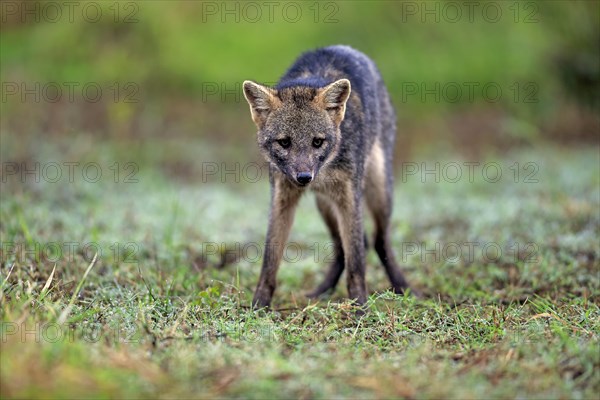 Crab-eating fox (Cerdocyon thous)