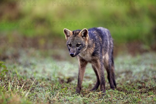 Crab-eating fox (Cerdocyon thous)