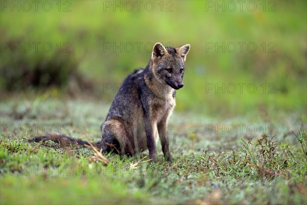 Crab-eating fox (Cerdocyon thous)