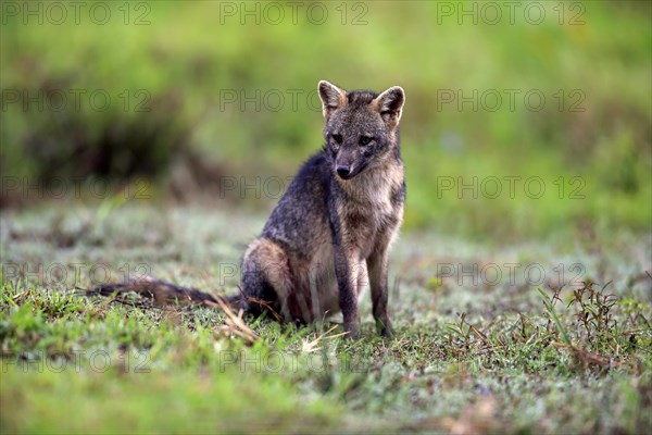 Crab-eating fox (Cerdocyon thous)