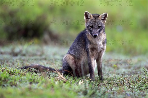 Crab-eating fox (Cerdocyon thous)