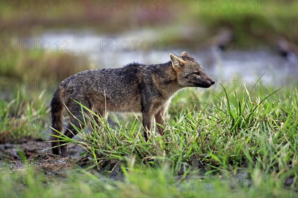 Crab-eating fox (Cerdocyon thous)