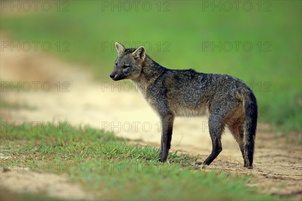 Crab-eating fox (Cerdocyon thous)