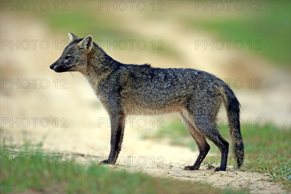 Crab-eating fox (Cerdocyon thous)