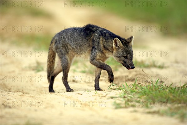 Crab-eating fox (Cerdocyon thous)