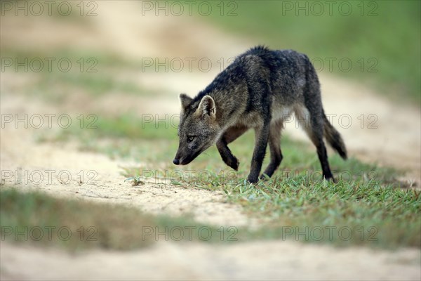 Crab-eating fox (Cerdocyon thous)