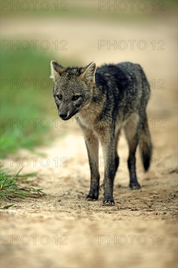 Crab-eating fox (Cerdocyon thous)