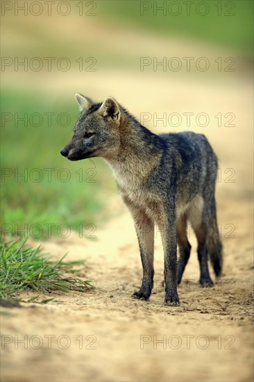 Crab-eating fox (Cerdocyon thous)