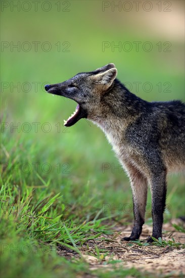 Crab-eating fox (Cerdocyon thous)