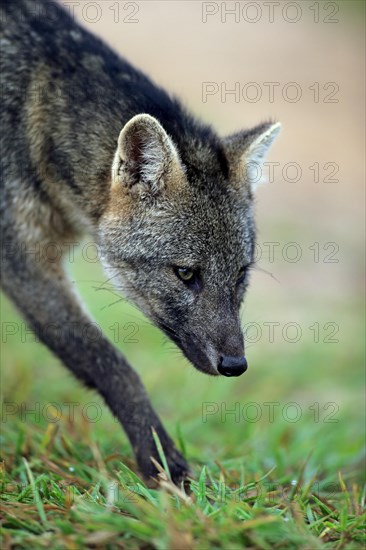 Crab-eating fox (Cerdocyon thous)