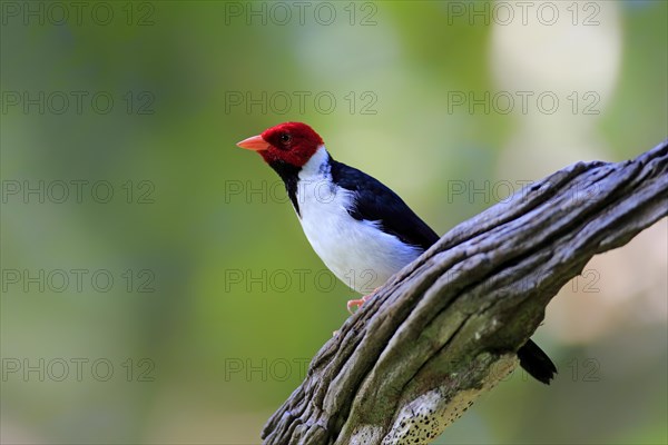 Yellow-billed cardinal (Paroaria capitata)