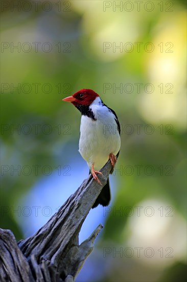 Yellow-billed cardinal (Paroaria capitata)