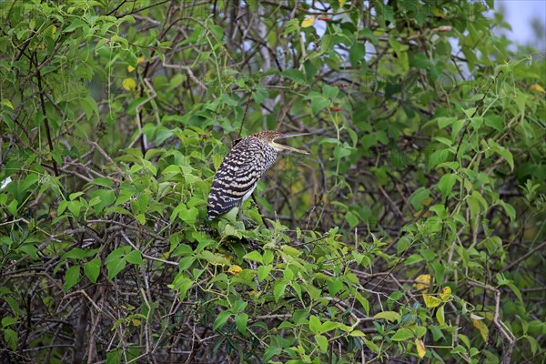 Rufescent tiger heron (Tigrisoma lineatum)