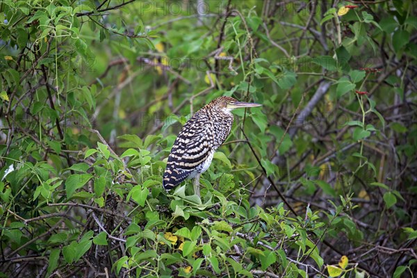 Rufescent tiger heron (Tigrisoma lineatum)