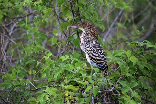 Rufescent tiger heron (Tigrisoma lineatum)