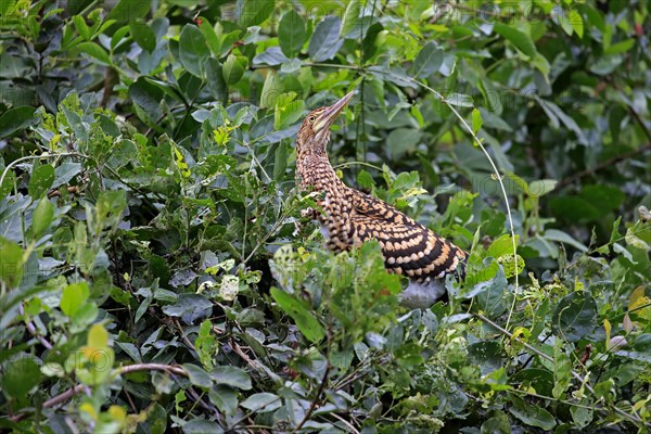 Rufescent tiger heron (Tigrisoma lineatum)