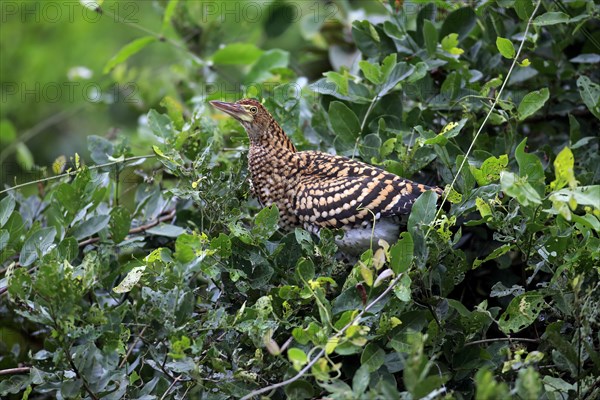 Rufescent tiger heron (Tigrisoma lineatum)