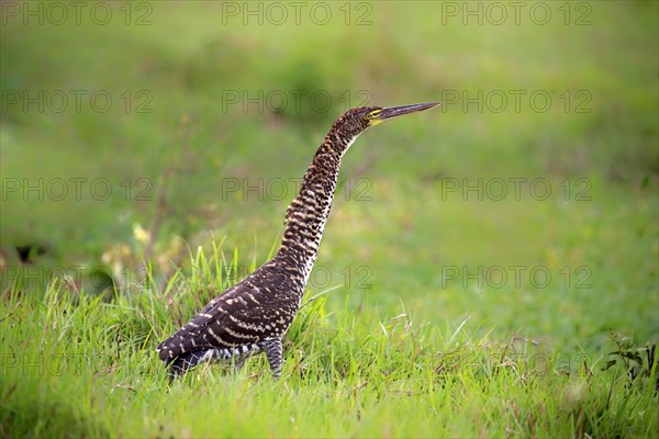 Rufescent tiger heron (Tigrisoma lineatum)