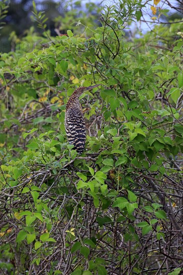 Rufescent tiger heron (Tigrisoma lineatum)