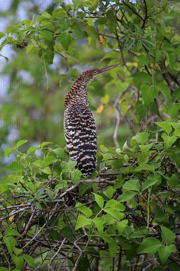 Rufescent tiger heron (Tigrisoma lineatum)