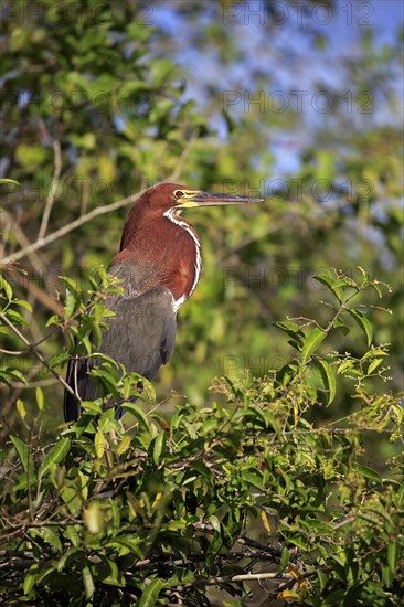 Rufescent tiger heron (Tigrisoma lineatum)