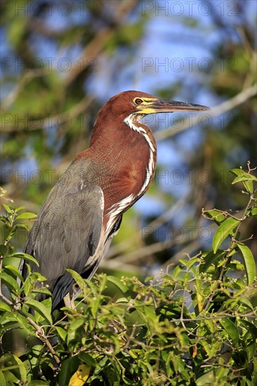 Rufescent tiger heron (Tigrisoma lineatum)