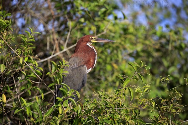 Rufescent tiger heron (Tigrisoma lineatum)